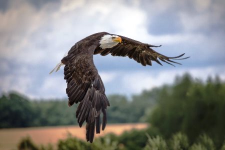 Nationaler Vogelschutzbericht 2019 Deutschland: Anzahl Seeadler, Uhus und Schwarzstörche steigt﻿
